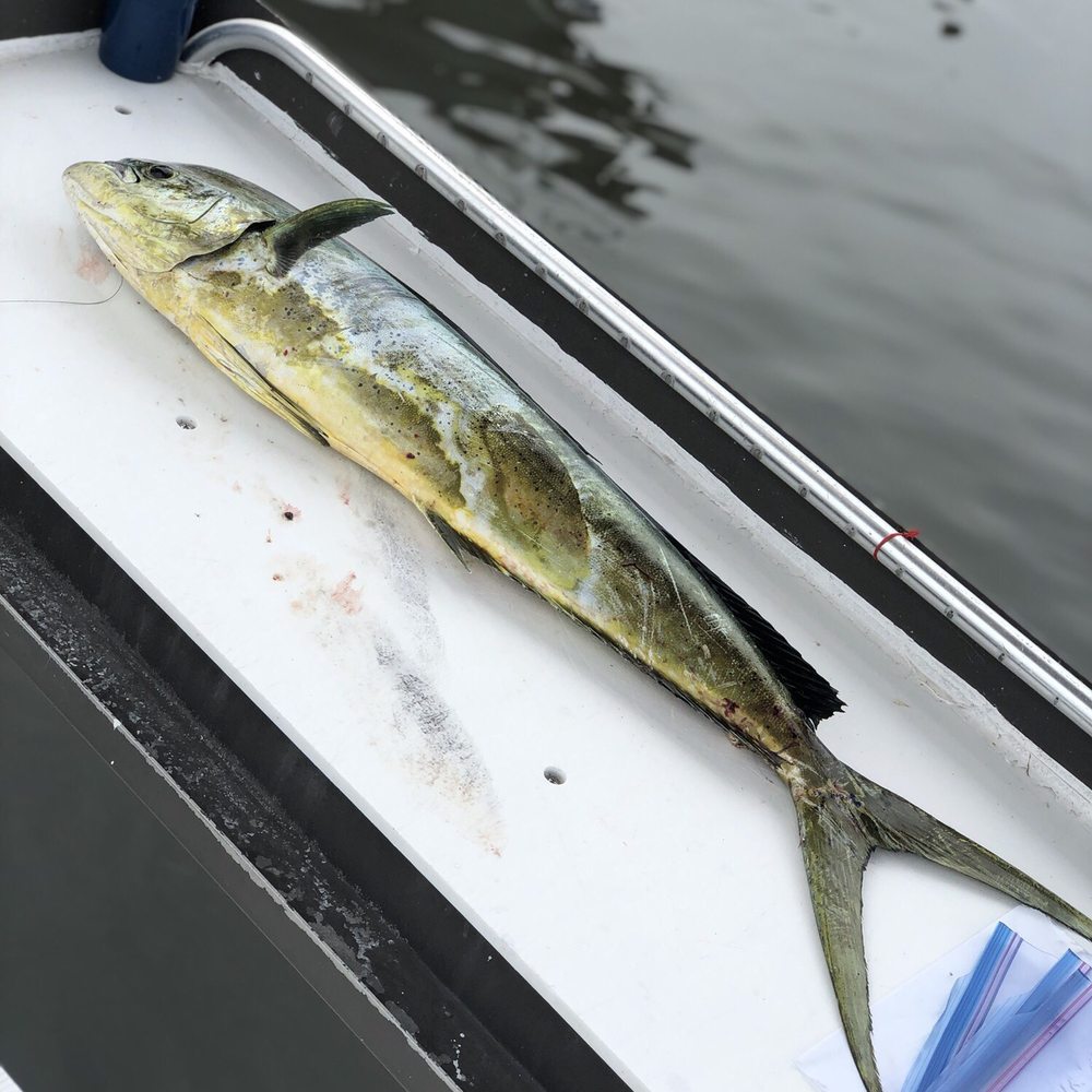 Tangled Sport Fishing Charters - My Mahi - Fishing Near Me - Stuart, Florida Tangled Sport Fishing Charters - My Mahi - Fishing Near Me - Stuart, Florida