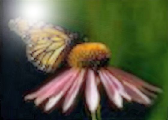 Distinct Touch, The Bodywork Center, Inc