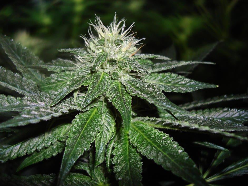 LEGACY CANNABIS Updated July 2024 381 Delemeter Rd, Castle Rock