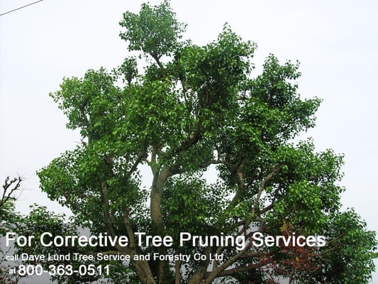 DAVE LUND TREE SERVICE AND FORESTRY - Updated June 2026 - 11 Photos ...