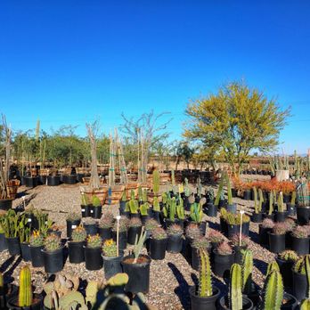 Marbil Nursery Creations - Succulents - Nurseries & Gardening Near Me - Litchfield Park, Arizona