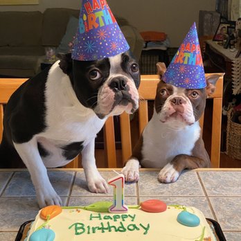 patriot boston terrier farm