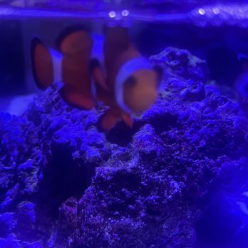 Dna Aquatics - Clown Fish aka Nemo - Aquariums Near Me - Elkhart, Indiana Dna Aquatics - Clown Fish aka Nemo - Aquariums Near Me - Elkhart, Indiana