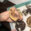 Dirty Dough Cookies gift card