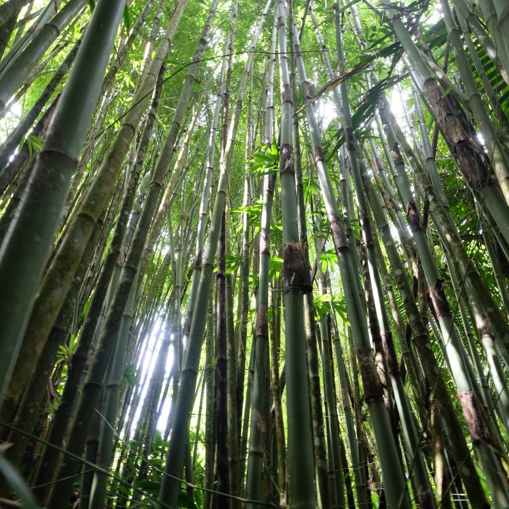 Bespoke Lifestyle Management - bamboo forests of El Yunque - Tours Near Me - Carolina, Puerto Rico Bespoke Lifestyle Management - bamboo forests of El Yunque - Tours Near Me - Carolina, Puerto Rico