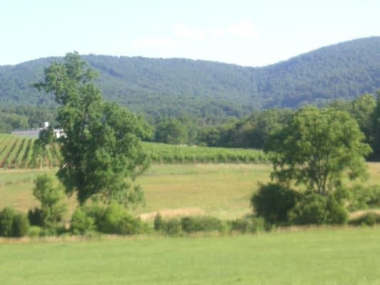 Barboursville Vineyards by null