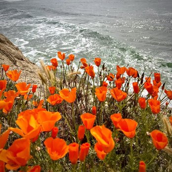 The Slow Coast Wine Bar - a bunch of orange flowers - Wine Tasting Room Near Me - Davenport, California The Slow Coast Wine Bar - a bunch of orange flowers - Wine Tasting Room Near Me - Davenport, California