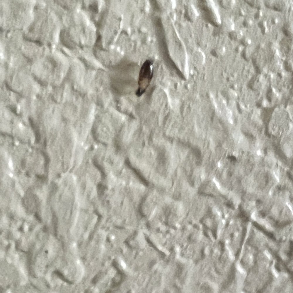 Comfort Suites - One of bugs crawling on wall - Hotels Near Me - Waycross, Georgia Comfort Suites - One of bugs crawling on wall - Hotels Near Me - Waycross, Georgia