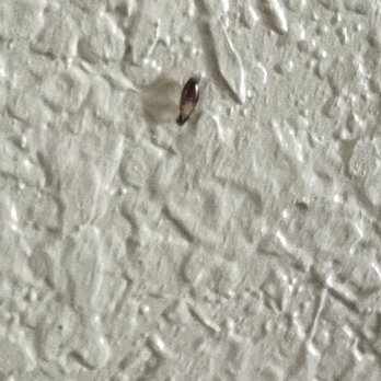 Comfort Suites - One of bugs crawling on wall - Hotels Near Me - Waycross, Georgia