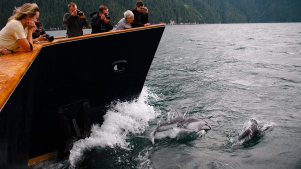 Maple Leaf Adventures by null