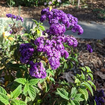 Shubha Landscape Design - Heliotrope along the walkway. - Landscaping Near Me - Santa Clara, California Shubha Landscape Design - Heliotrope along the walkway. - Landscaping Near Me - Santa Clara, California