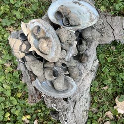 Island Park - Shells upon shells upon shells, all on a giant plate of tree bark. We found 50! Don't worry, we returned them to the water before we left!