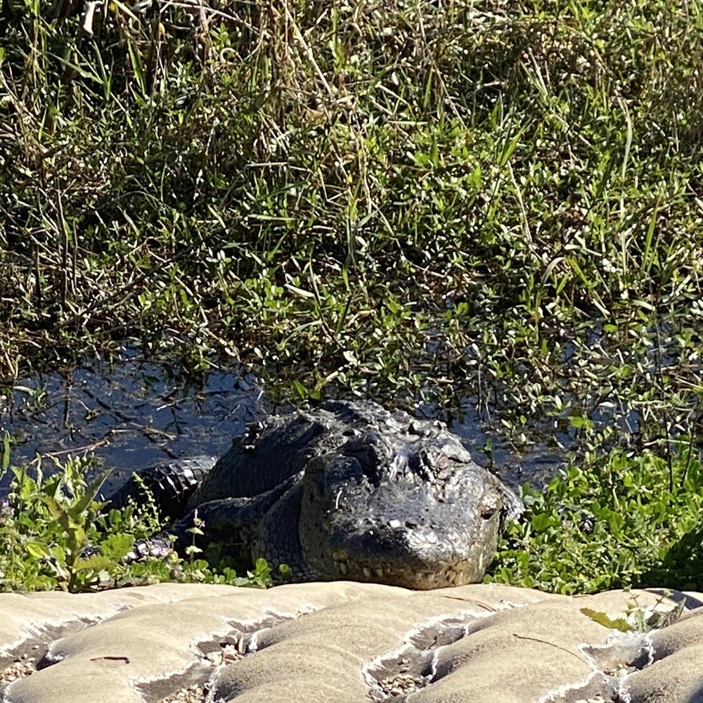 Brazos Bend State Park - That toothy smirk - Parks Near Me - Needville, Texas
