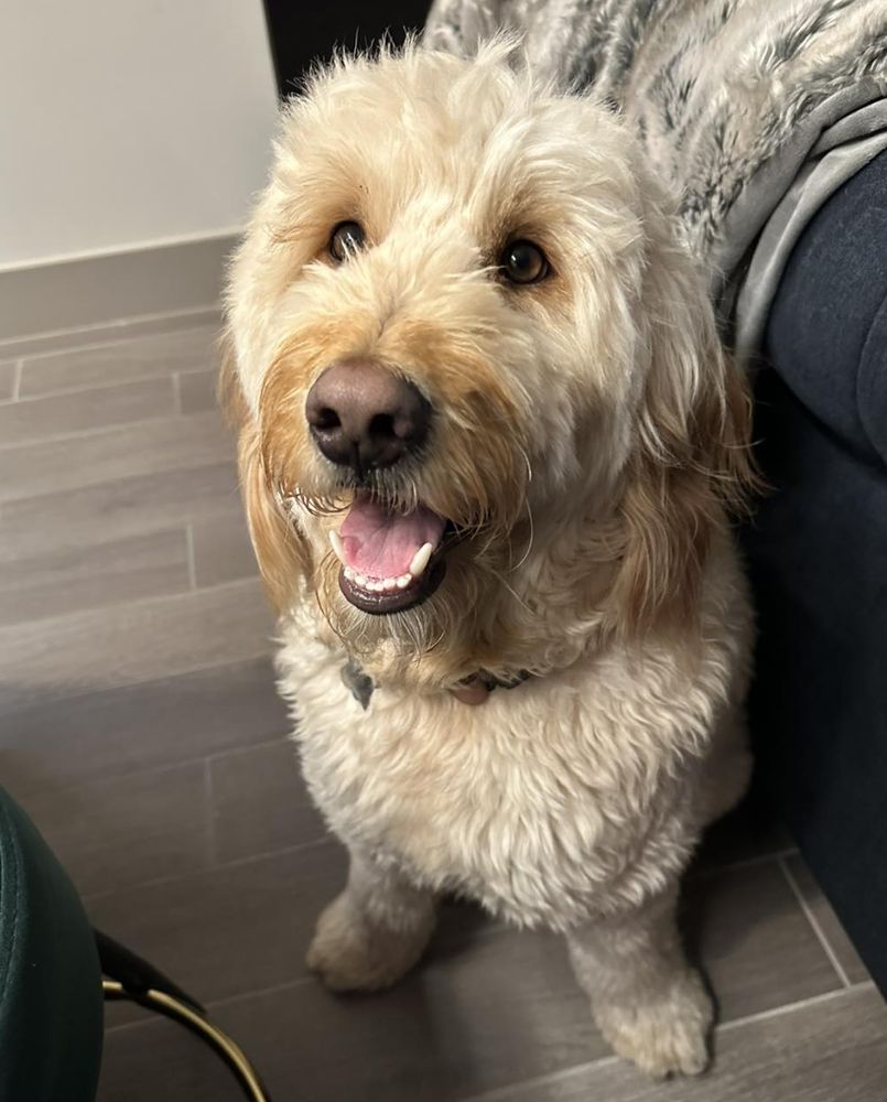 ZEN DOG GROOMING 8121 S Western Ave, Oklahoma City, Oklahoma Pet