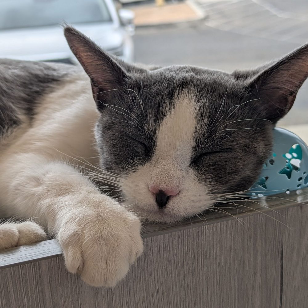 Catopia Cat Cafe - Cat - Pet Adoption Near Me - Albuquerque, New Mexico
