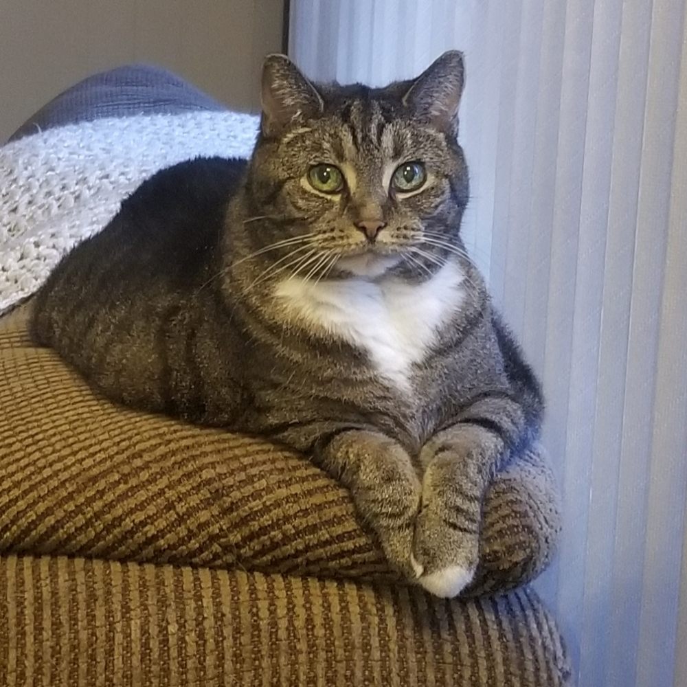 PAWS TO THE CLAWS PET GROOMING Updated June 2024 12230 Harmony Dr