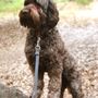 Photo of For Sniffs And Giggles
