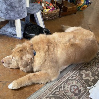Pet Supplies Plus Irving - No more grinch toes! - Pet Groomers Near Me - Irving, Texas Pet Supplies Plus Irving - No more grinch toes! - Pet Groomers Near Me - Irving, Texas