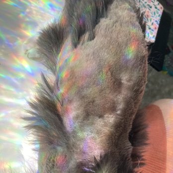 Prestige Pet Salon - Pet Groomers Near Me - Chandler, Arizona Prestige Pet Salon - Pet Groomers Near Me - Chandler, Arizona