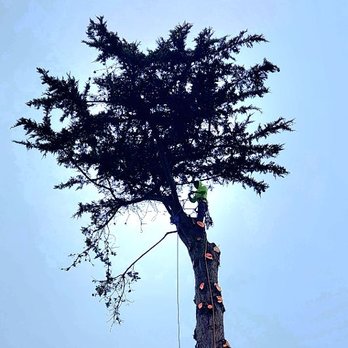 Timberwood Tree Service - Young man in the tree top. - Tree Services Near Me - San Francisco, California Timberwood Tree Service - Young man in the tree top. - Tree Services Near Me - San Francisco, California