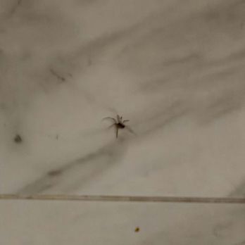 Preventive Pest Control - Pest Control Near Me - Las Vegas, Nevada Preventive Pest Control - Pest Control Near Me - Las Vegas, Nevada