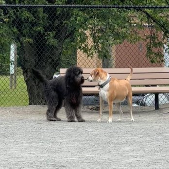 Baron Cameron Dog Park - At Baron Cameron Dog Park - Dog Parks Near Me - Reston, Virginia