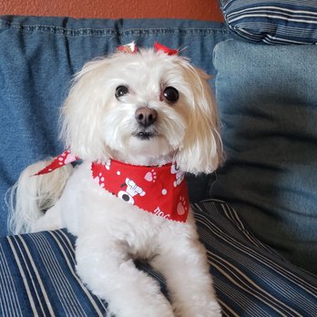 Pawsh Grooming - Always looking so adorable with Pawish accessories (bandana and bows) - Pet Groomers Near Me Pawsh Grooming - Always looking so adorable with Pawish accessories (bandana and bows) - Pet Groomers Near Me