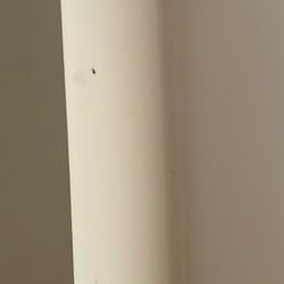 Roach infestation