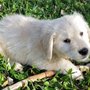 Photo of Chien D'or Goldens