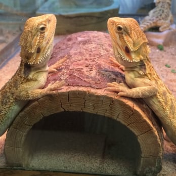 Pet Kingdom - Bearded dragons - Pet Stores Near Me - Las Vegas, Nevada