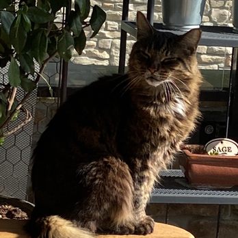 Pet-House Sitter - Pet Sitting Near Me - Delta, British Columbia