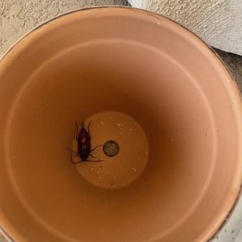 We Do Creepy - 2inch massive beetle. (Not exterminating, they are just helping me figure out what kind it is!) - Pest Control Near Me - Escondido, California