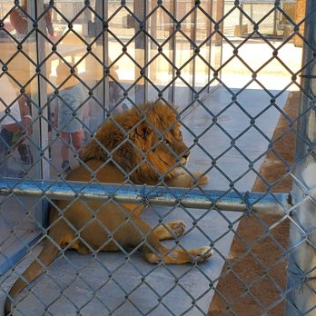 Lion Habitat Ranch - Zoos Near Me - Henderson, Nevada Lion Habitat Ranch - Zoos Near Me - Henderson, Nevada