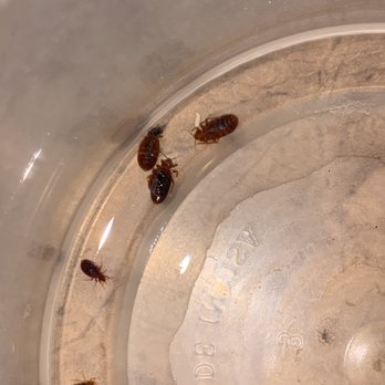Troy Caraway - Bedbugs found! Time for their removal! - Pest Control Near Me - Cypress, Texas Troy Caraway - Bedbugs found! Time for their removal! - Pest Control Near Me - Cypress, Texas