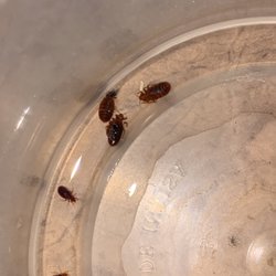 Troy Caraway - Bedbugs found! Time for their removal!