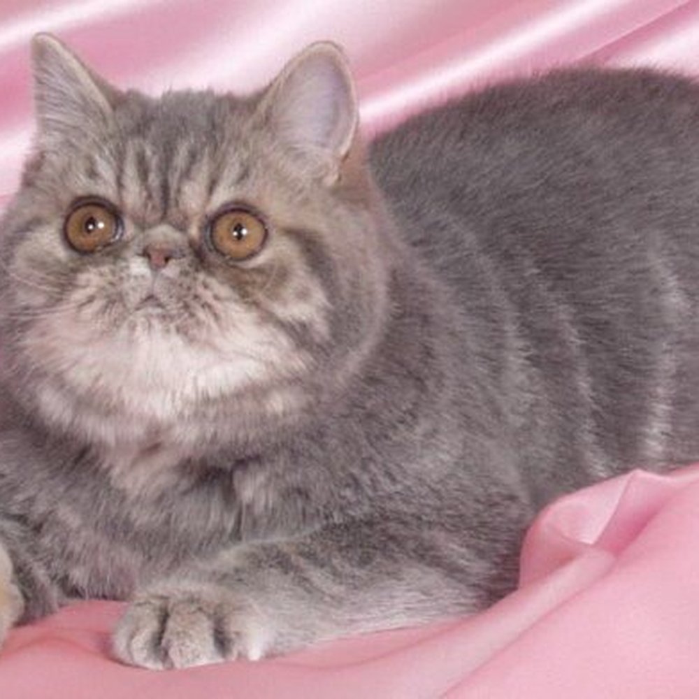 Pinkatz Cattery - Best Kitten, Pinkatz Blue Bonnet. Blue tabby. - Pets Near Me - Newport, New Hampshire Pinkatz Cattery - Best Kitten, Pinkatz Blue Bonnet. Blue tabby. - Pets Near Me - Newport, New Hampshire