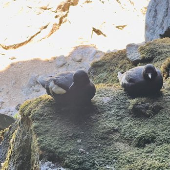 Sea Lion Caves - Birds - Active Life Near Me - Florence, Oregon Sea Lion Caves - Birds - Active Life Near Me - Florence, Oregon