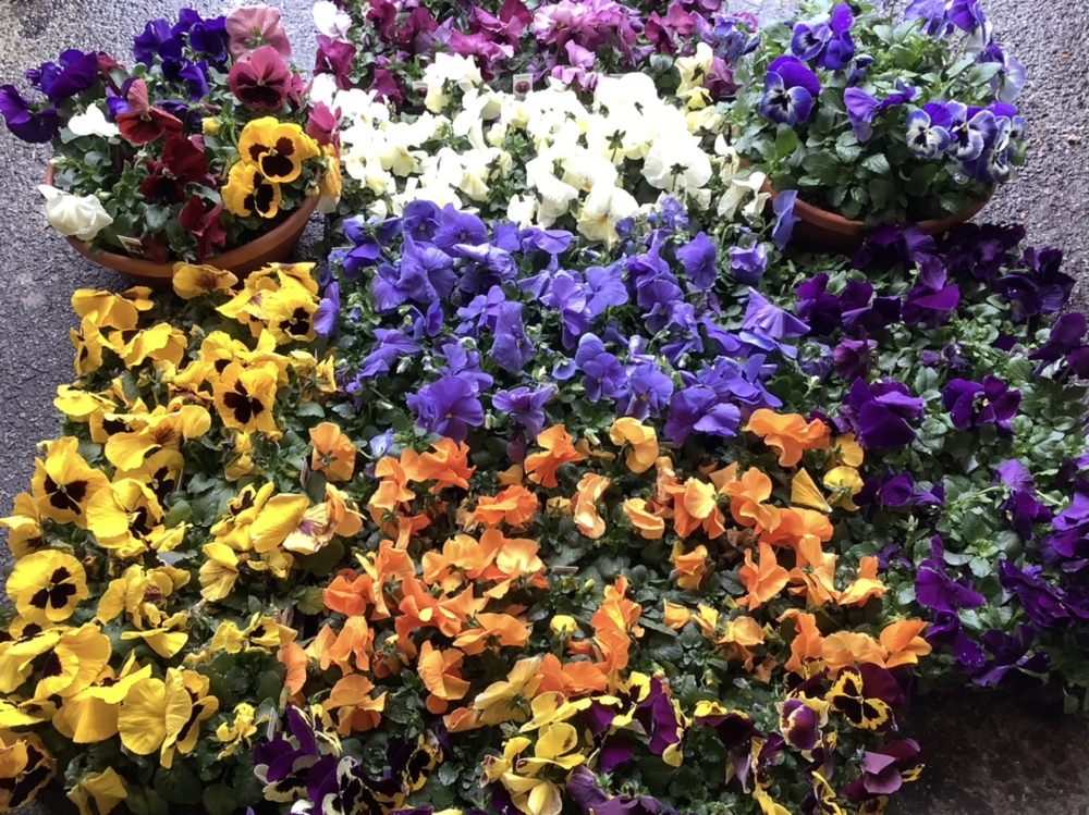 MICHAEL’S GARDEN GATE NURSERY 341 Photos Nurseries & Gardening