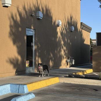 Wendy's - Women employees at this location wouldn't give this dog a water at 107 degrees!! Sick inhumane employees?! - Fast Food Near Me - Visalia, California