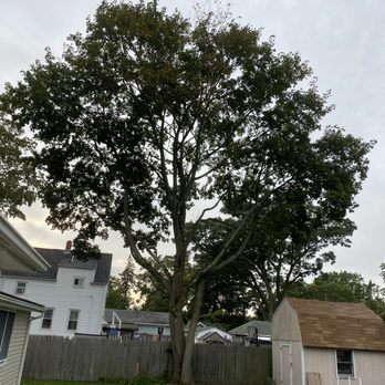 Warwick Tree Service - Before... - Tree Services Near Me - Coventry, Rhode Island