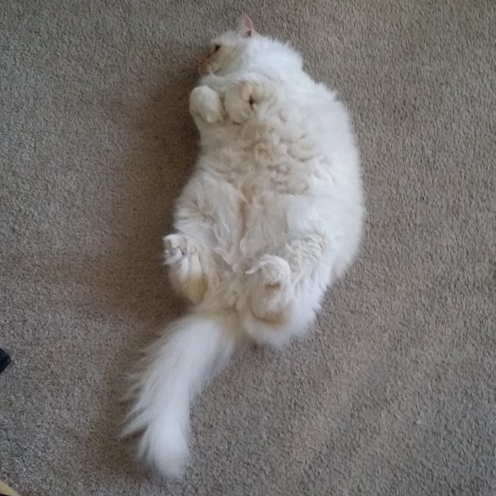 Broadway Ragdolls - Leo stretching - Pet Services Near Me Broadway Ragdolls - Leo stretching - Pet Services Near Me