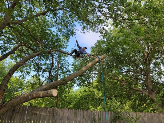 Tree Trimming - Sometimes the problem might not be as severe as being an issue with the tree itself. There are situations where your trees may be in need of some standard pruning, or just basic trimming. Like people, your trees will also appreciate being spruced up from time to time. And the team at Wood Work Tree Service in Irving, TX are here to help with that!