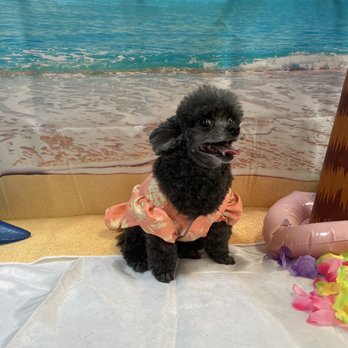 Salty Paws Pet Spa - Miss Arie Lou after her bath, blowout, and haircut. - Pet Groomers Near Me - Pawleys Island, South Carolina Salty Paws Pet Spa - Miss Arie Lou after her bath, blowout, and haircut. - Pet Groomers Near Me - Pawleys Island, South Carolina