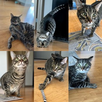 Pawsitively Paws - Welcome to the family JD and Turk! - Dog Walkers Near Me - Ridgefield, Washington