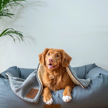 Indian Trail Dog Training - Pet Training Near Me Indian Trail Dog Training - Pet Training Near Me