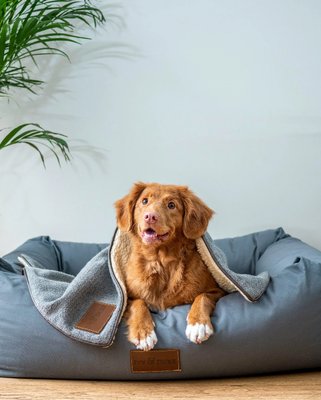 Doggy Daycare & Boarding - Daycare
Say goodbye to boring old doggy daycare – at our facility, we go above and beyond to ensure your four-legged family member has an enriching and pampered experience.
Boarding
The ultimate home away from home for your furry friend - our exclusive boarding package! Say goodbye to the anxiety of leaving your pet behind, and hello to a relaxing retreat they'll never forget.
Guest Hours Suites
Guest House Suites are here! The ultimate retreat for your furry friend: our deluxe pet guest suite. Designed with your pet's relaxation in mind, our spacious rooms feature elevated beds for extra comfort and acoustically comfortable walls to ensure a peaceful night's sleep. Your pets turndown service includes belly rubs, ear scratches and kong of their choice.
Board and Train
Vacation & Training for Your Pup – Fear-Free Boarding & Obedience Training
Our experienced Fear Free trainers and kennel staff will make sure your pup feels right at home while they learn.
Additional Services
While your pup enjoys endless playtime and socialization with new furry friends, you can add on a bath or training session to their itinerary. Imagine picking up your pooch at the end of the day, not only tired from all the excitement but also fresh and clean from their spa-like bath experience. And for the overachieving pet parent, why not have them come home smarter too? Our expert trainers will work with them one-on-one to practice new tricks or reinforce good behavior. Doggy Daycare & Boarding - Daycare
Say goodbye to boring old doggy daycare – at our facility, we go above and beyond to ensure your four-legged family member has an enriching and pampered experience.
Boarding
The ultimate home away from home for your furry friend - our exclusive boarding package! Say goodbye to the anxiety of leaving your pet behind, and hello to a relaxing retreat they'll never forget.
Guest Hours Suites
Guest House Suites are here! The ultimate retreat for your furry friend: our deluxe pet guest suite. Designed with your pet's relaxation in mind, our spacious rooms feature elevated beds for extra comfort and acoustically comfortable walls to ensure a peaceful night's sleep. Your pets turndown service includes belly rubs, ear scratches and kong of their choice.
Board and Train
Vacation & Training for Your Pup – Fear-Free Boarding & Obedience Training
Our experienced Fear Free trainers and kennel staff will make sure your pup feels right at home while they learn.
Additional Services
While your pup enjoys endless playtime and socialization with new furry friends, you can add on a bath or training session to their itinerary. Imagine picking up your pooch at the end of the day, not only tired from all the excitement but also fresh and clean from their spa-like bath experience. And for the overachieving pet parent, why not have them come home smarter too? Our expert trainers will work with them one-on-one to practice new tricks or reinforce good behavior.
