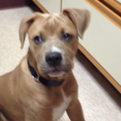Hanover Veterinary Hospital - Morpheus