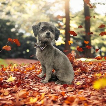 Sassys Country Paw Spa - Shipoo - Pet Groomers Near Me - Lancaster, Kentucky Sassys Country Paw Spa - Shipoo - Pet Groomers Near Me - Lancaster, Kentucky