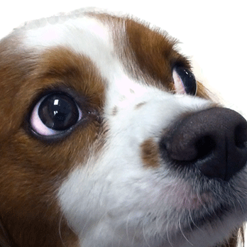 Pet Spot - Who can resist? - Pet Groomers Near Me - Boynton Beach, Florida