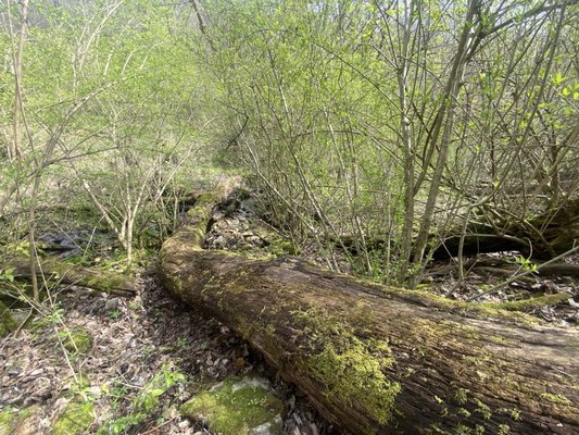 Glen Helen Nature Preserve by null